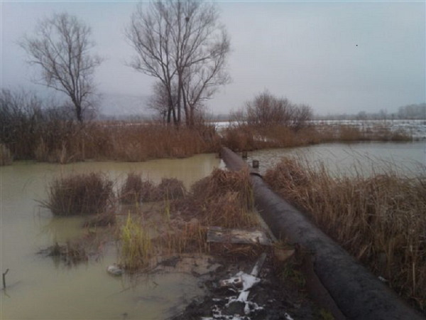 В Башкирии разбираются с загрязнением и гибелью рыбы в озере Кривое