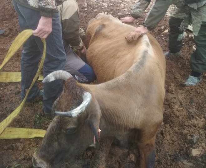 В Башкирии сельчане спасли застрявшую в траншее корову