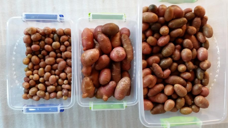 Житель Башкирии украл у соседки 100 килограммов картошки