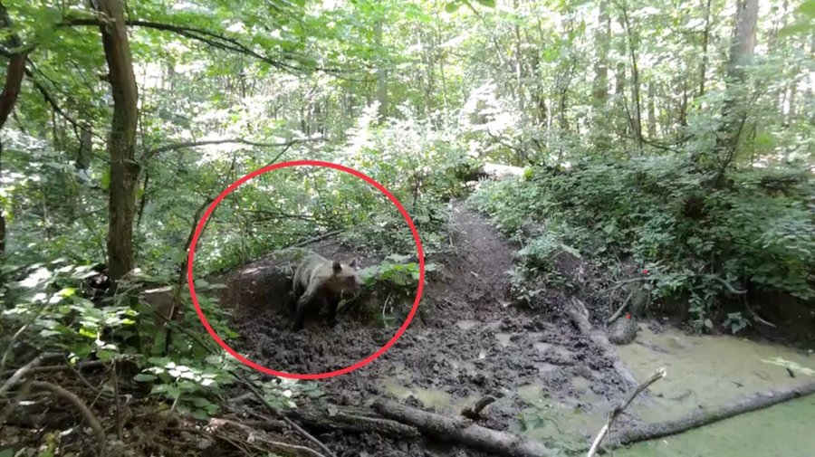 В Башкирии в объектив фотоловушки попал медведь