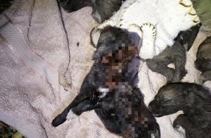 В полиции начали проверку по обнаружению тел зверски убитых подростками щенков