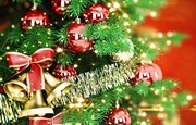 Главную новогоднюю елку в Уфу привезут из Благовещенского района