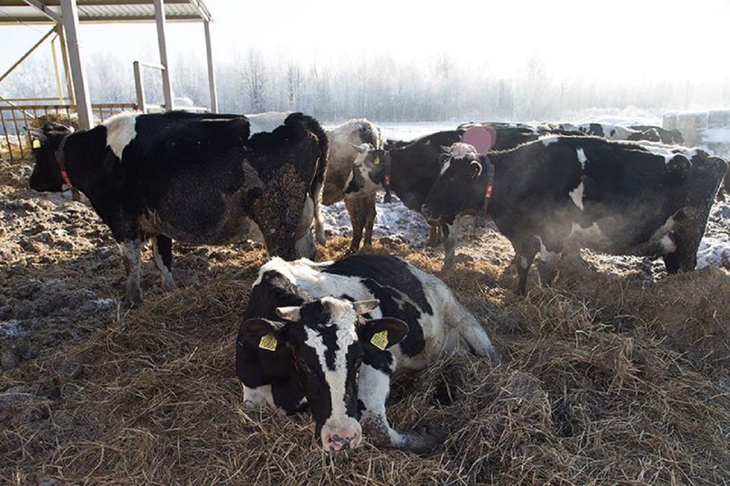 Россельхознадзор РБ: Коров содержат в скотских условиях