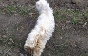МЧС Башкирии опубликовало фото кота, едва не сгоревшего во время пала травы