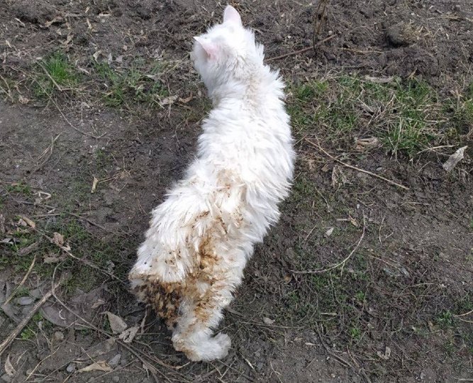 МЧС Башкирии опубликовало фото кота, едва не сгоревшего во время пала травы