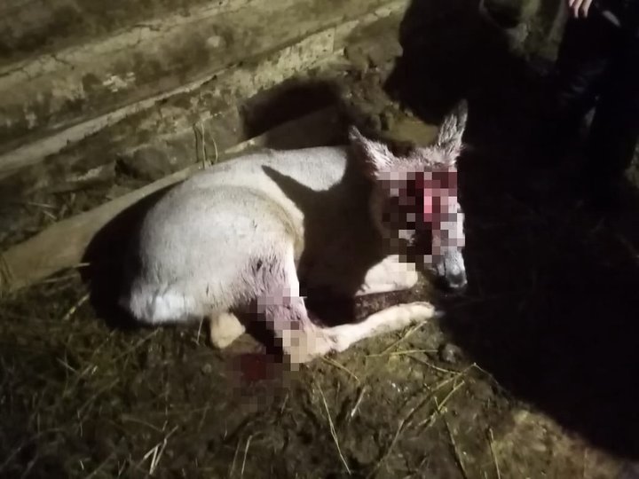 «Просто загрызают»: В Башкирии дикие собаки нападают на косуль и скот