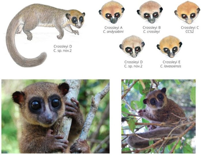 На Мадагаскаре обнаружили самых крохотных лемуров