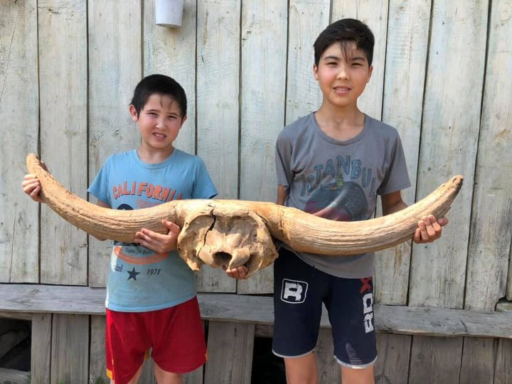 В Башкирии два мальчика нашли в реке череп первобытного быка с рогами