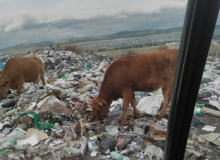 Жители Башкирии заметили на свалке поедающих мусор коров  