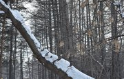 Житель Башкирии незаконно вырубил деревья на 500 тысяч рублей 