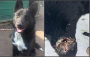 Огнестрельное в морду: В Башкирии домашнему псу прострелили нос