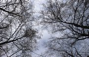 Жителя Башкирии лишат свободы за вырубку 10 деревьев в заповеднике 