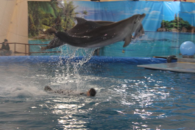 Переполох в Уфе: Горожане опасаются, что новый эко-центр окажется дельфинарием 