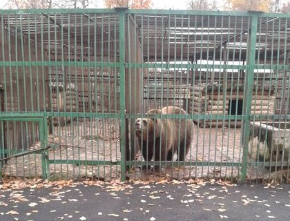 Уфимский зоопарк станет крупнейшим  в России зоосадом с естественной средой обитания для животных