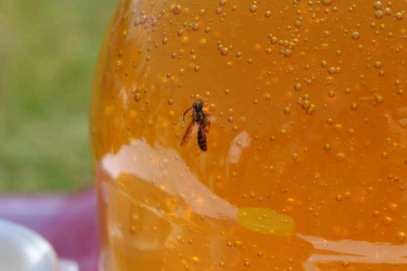 Специалисты развеяли мифы о пользе мёда 