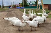 В Башкирии полиция раскрыла похищение двух сотен гусей