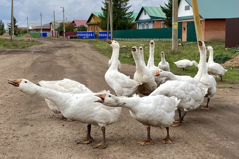 В Башкирии полиция раскрыла похищение двух сотен гусей