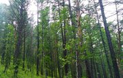 В лесу Башкирии потерялся четырехлетний ребенок