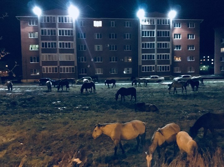 В Башкирии по городу разгуливал табун лошадей