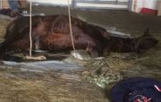 В Уфе трагически скончалась лучшая лошадь из школы олимпийского резерва по конному спорту
