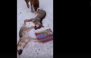 «Животные так и лежат мёртвые»: Зоозащитники рассказали новые подробности об убийстве собак в одном из приютов под Уфой 