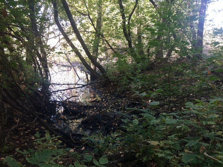 В Уфе в лесу нашли пятно мазута размером с озеро 