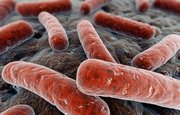 В Африке обнаружены два уникальных штамма туберкулёза