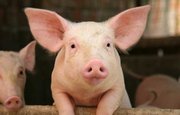 В Китае родились генетически совместимые с человеком свиньи