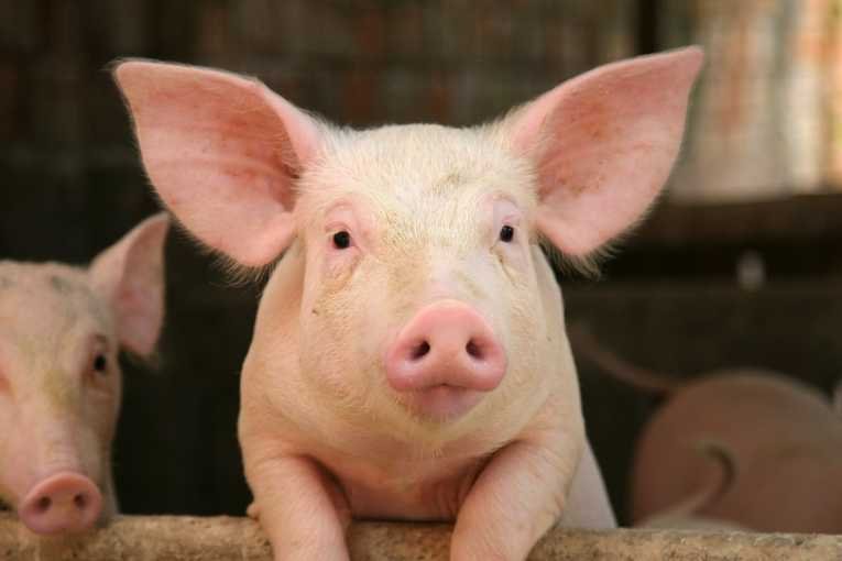 В Китае родились генетически совместимые с человеком свиньи