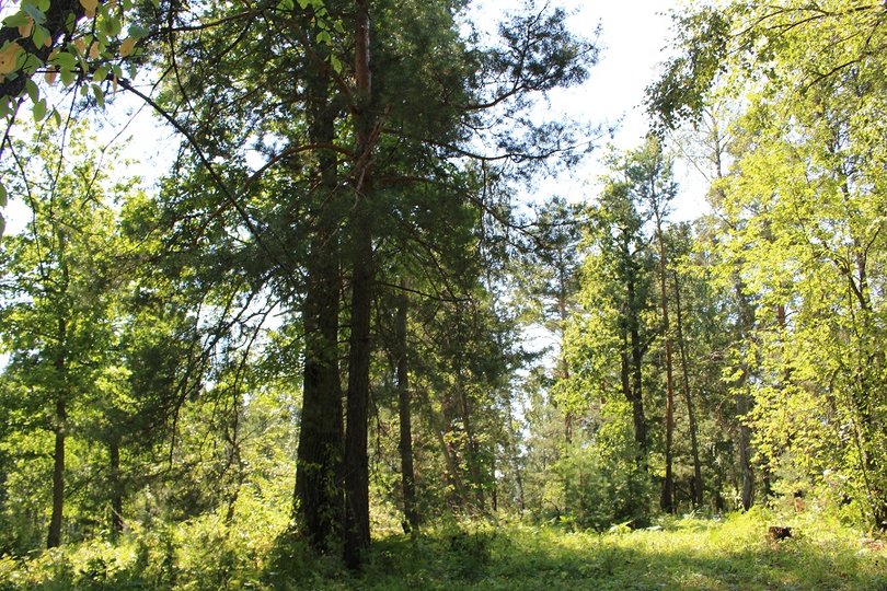 В Башкирии мужчина незаконно срубил деревья на 1,4 млн рублей