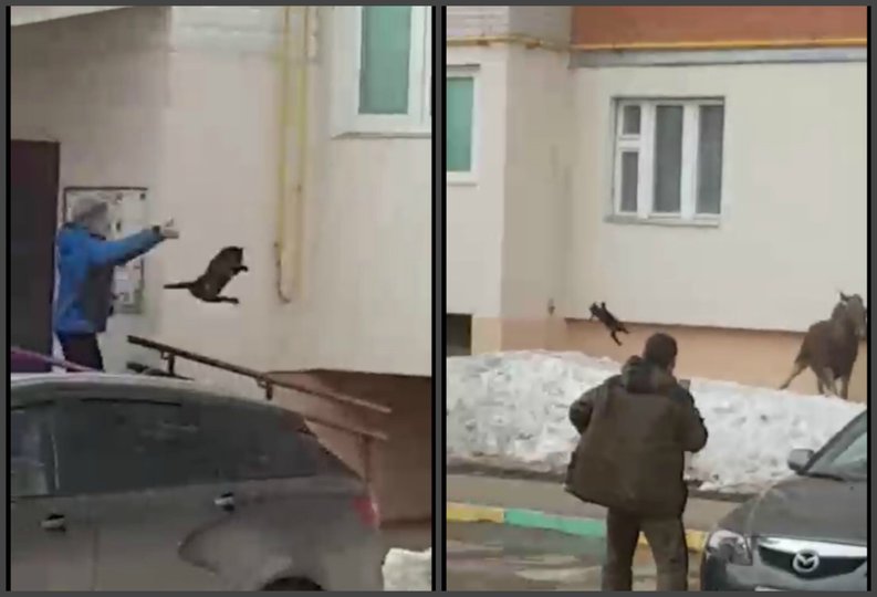 В Башкирии мужчина метнул кота в бегающего по двору лося
