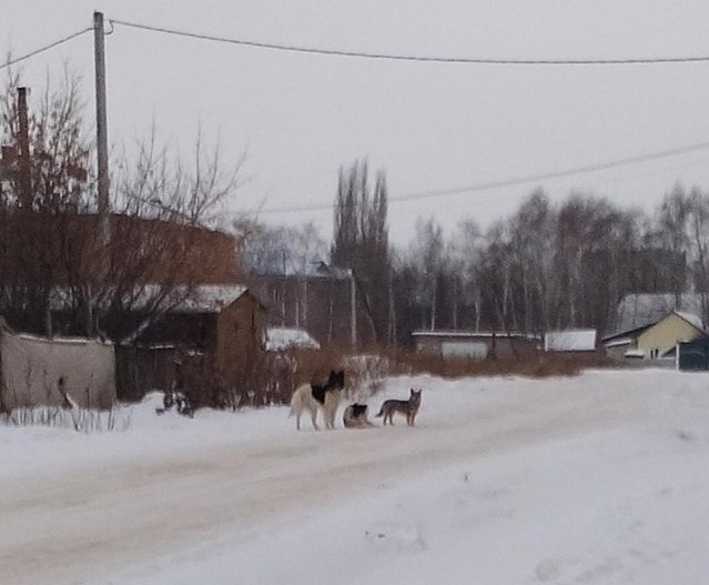 «Никаких мер не предпринимают, собаки кусают детей!»: В Башкирии возле нескольких школ бродят стаи собак 