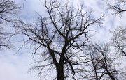 В Башкирии на мужчину упало дерево высотой около семи метров