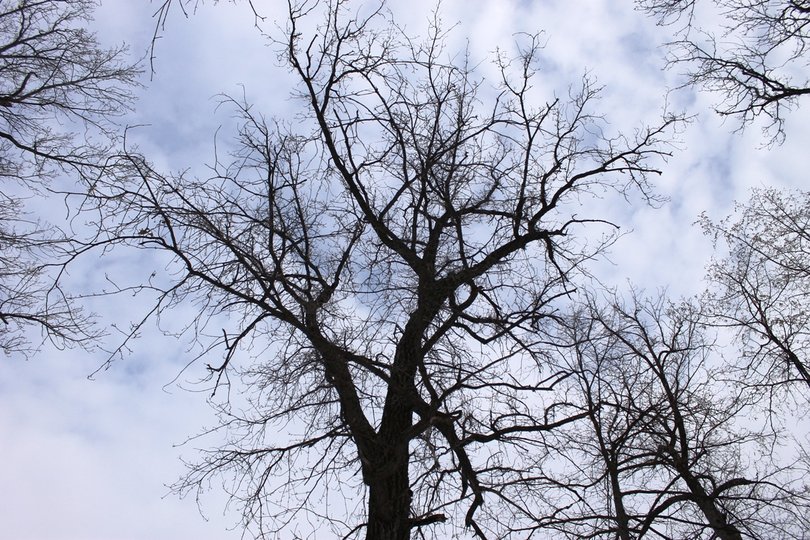 В Башкирии на мужчину упало дерево высотой около семи метров