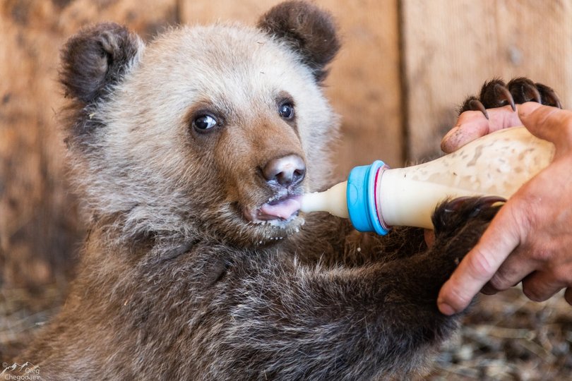 В Крыму владелец зоопарка планирует умертвить 30 медведей