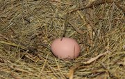 Диетолог предупредила о вреде яиц