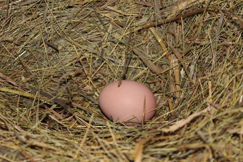 Учёные назвали безопасное для здоровья людей количество яиц в день