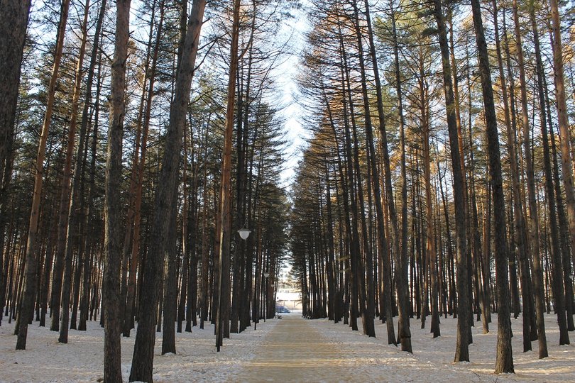 В Башкирии главу сельсовета наказали за незаконную вырубку деревьев