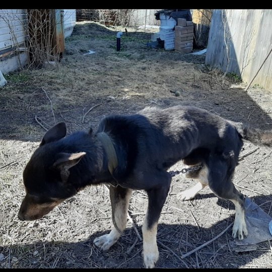 В Башкирии собака после смерти хозяина месяц питалась снегом