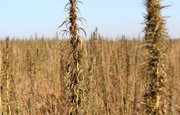 Наркоконтроль обязал уничтожить в Башкирии 148 гектаров дикорастущей конопли