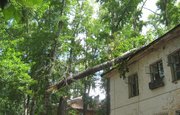 На выходных в Уфе зафиксировано 3 случая падения деревьев