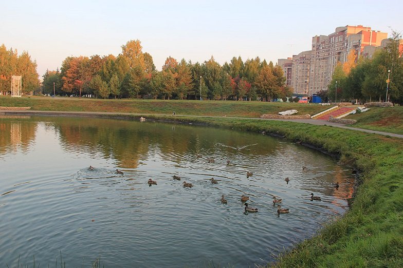 В парке «Первомайский» появились утки