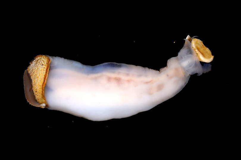Биологи нашли на Филиппинах поедающих камени червей