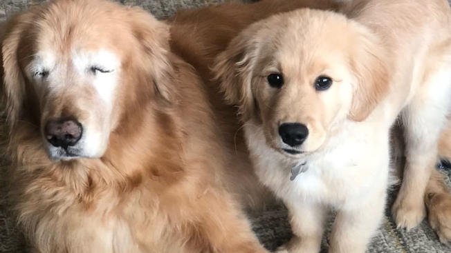 Слепой пес из США нашел собственную собаку-поводыря
