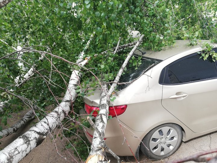 Вниманию водителей: В Башкирии из-за сильного ветра деревья падают на автомобили