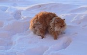 На Башкирию обрушатся сильный снег, заносы и метель