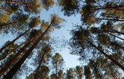 Известны планы по восстановлению лесов в Башкирии