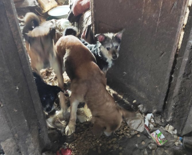 «Сильные грызут мелких»: В Башкирии нужна помощь двадцати собакам, чья хозяйка впала в кому