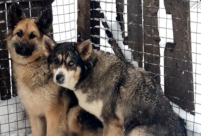«Погибнут  от холода и голода»: В Уфимском районе зоозащитники пытаются спасти двух собак от нерадивой хозяйки 