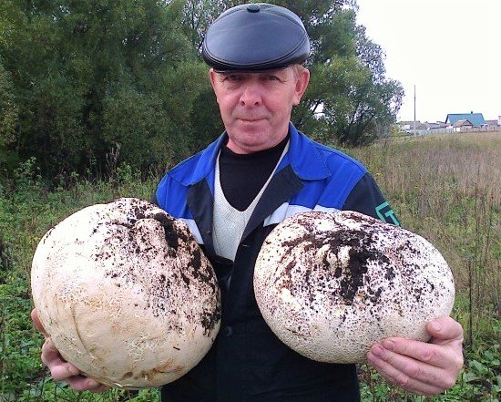 В Башкирии обнаружены гигантские грибы